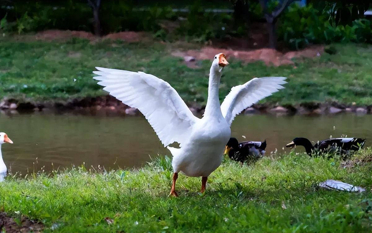 有鹅的地方没有蛇?鹅的真实面貌超出大家的想象