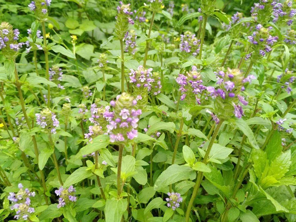 果实似玉米,一过夏至就变枯萎,但用来做凉茶是一绝,解暑又养肝