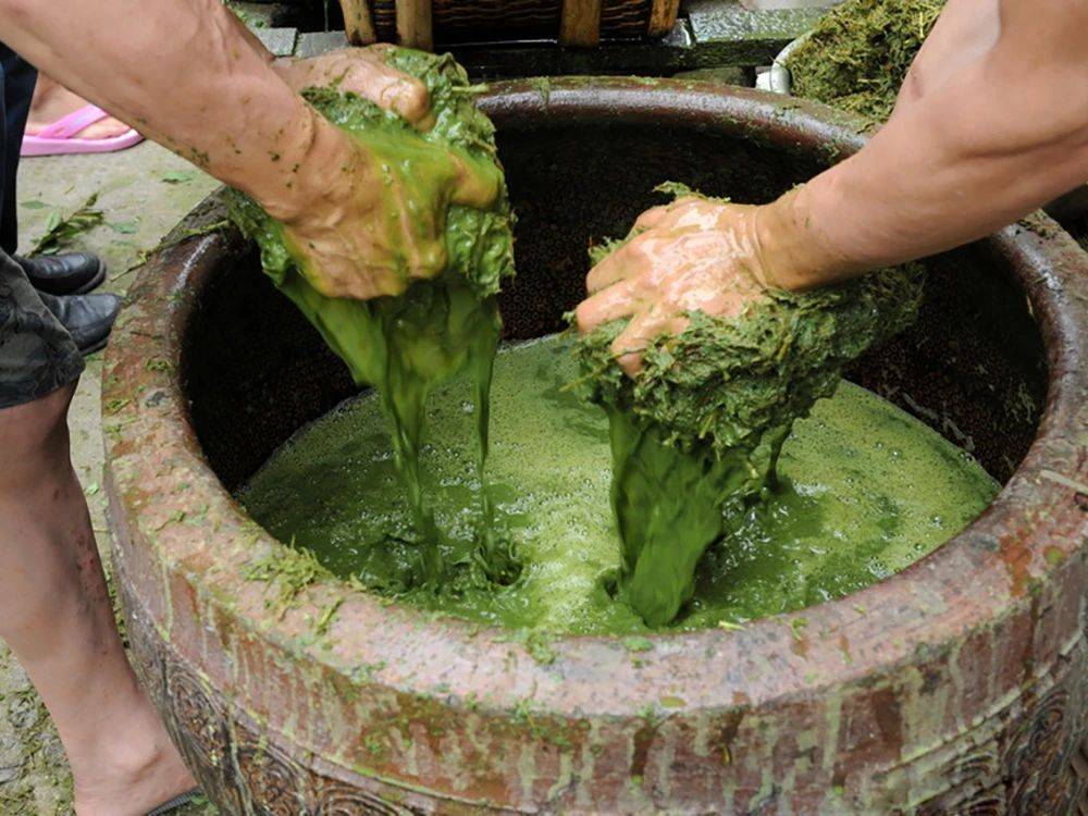 2,捣碎水蓼:将采摘到的水蓼放入传统的石捣臼中,用木槌将其捣碎.