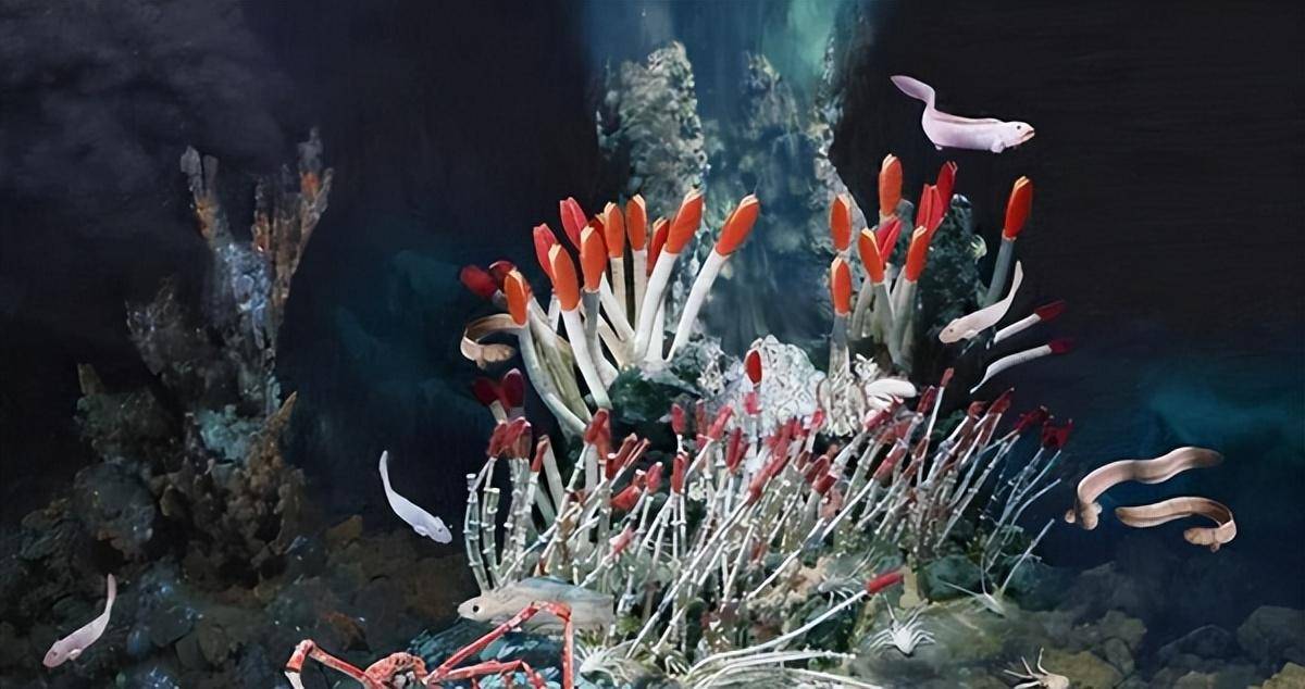 把"火山"当游泳池?地球上最耐热的动物,连科学家都想不明白