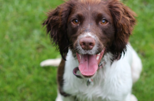 除了区分史宾格犬的英国和威尔士品种之外,品种的狗之间还有另一个