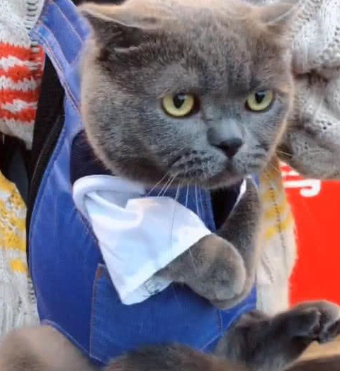 主人带猫咪出去逛街,半个小时后被人围观,回头一看狂笑不止