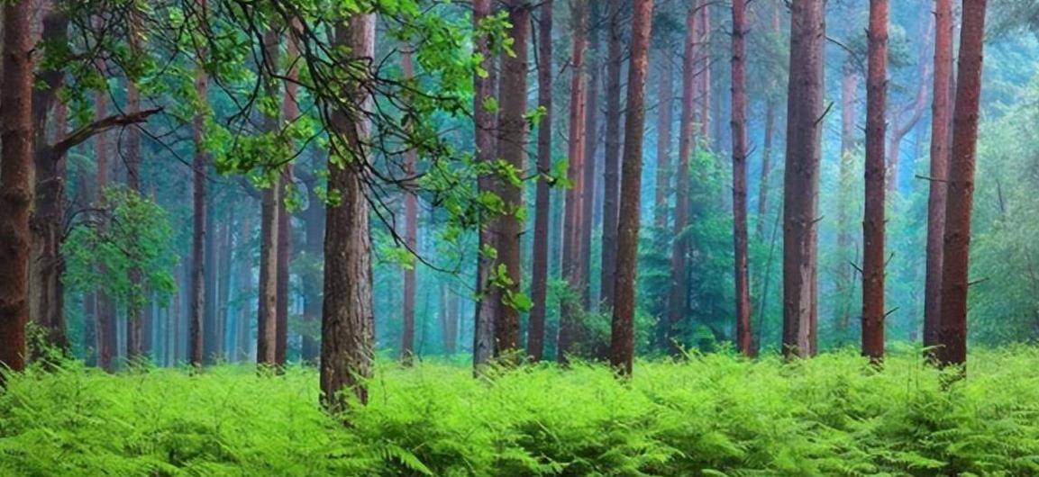 这种树结出来的花朵使得空气十分清新,作为一种树净化空气是基本子妹