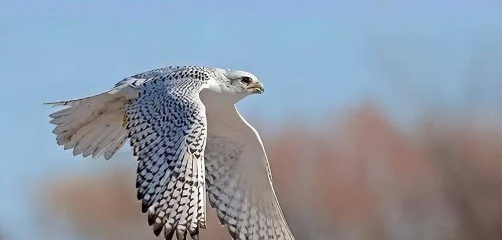 契丹族辉煌一时,为何150万人突然人间蒸发,一封信件揭开谜团