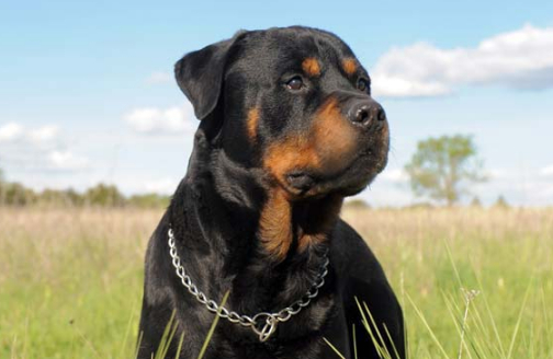 如何正确喂养罗威纳犬?喂养时需要考虑哪些因素!