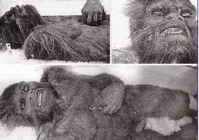 在西藏,一些地区的藏民把雪人叫做"岗拉仓姆吉",意即雪山上的野人.