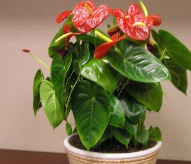 若是在家里养这几盆花,不用多久扭转财运,越住越富裕!