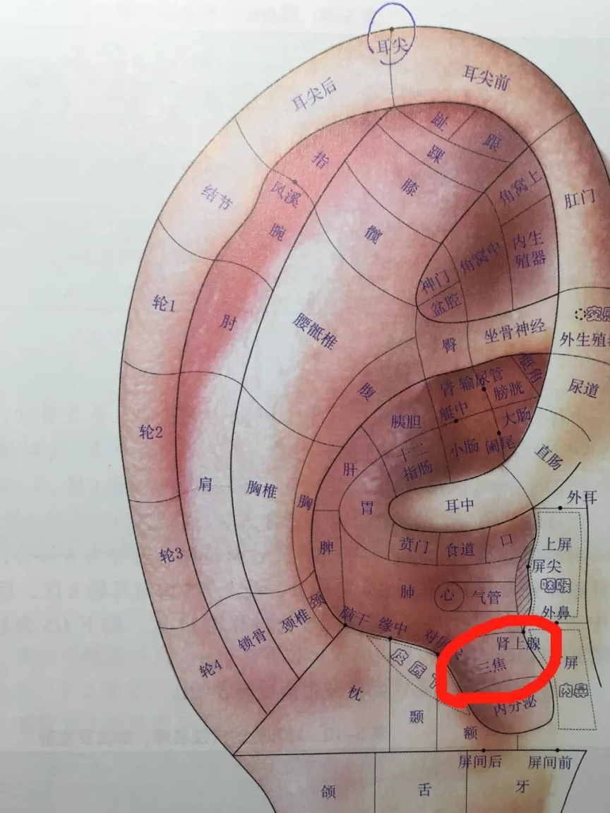 耳朵甲状腺反射区图图片