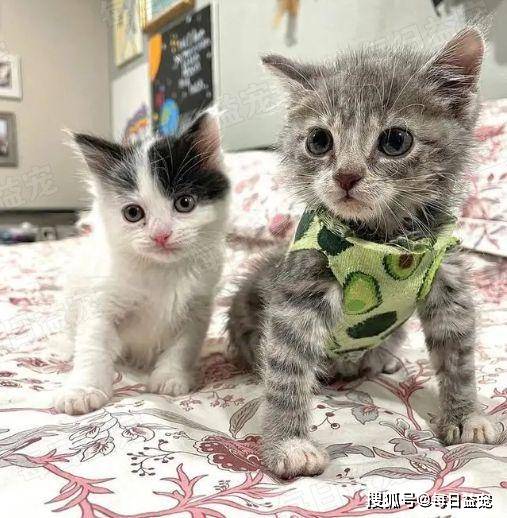 穿花衣的小猫,胸口藏了一个秘密,两颗孤独的心擦出火花!