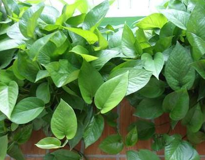 若是在家里养这几盆花,不用多久扭转财运,越住越富裕!