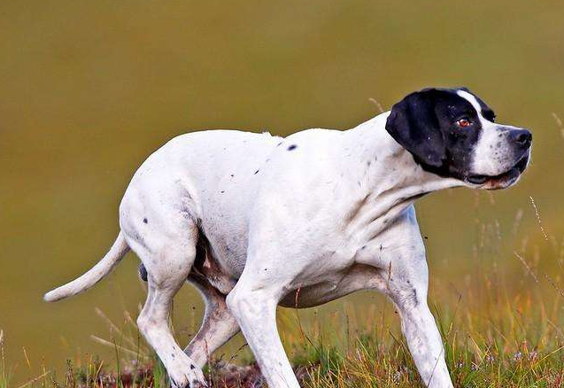 标准波音达猎犬应该怎么训练,咬人时又该怎么办,看完就明白了