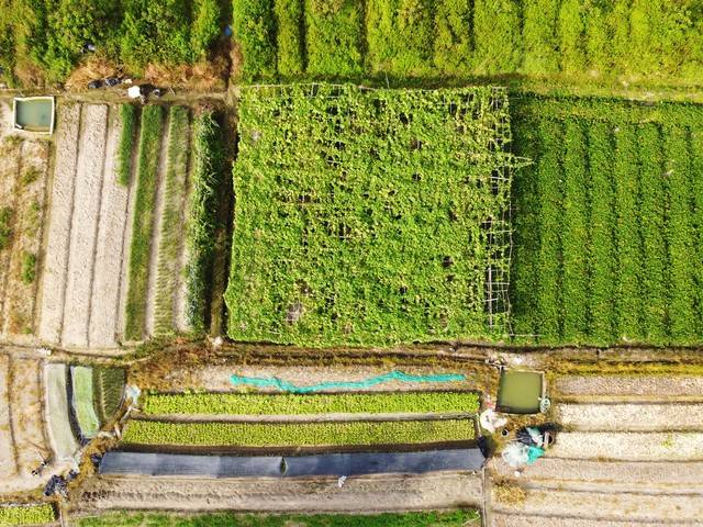 广东省绿通政策误判引发的"小毛桃"风波:高速公路上的识别之旅