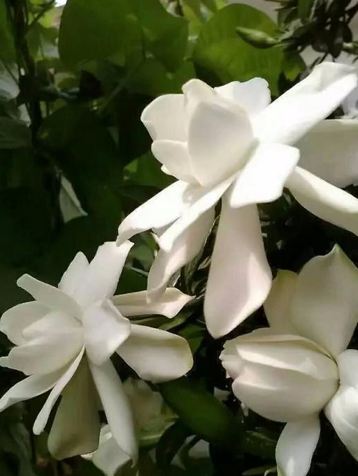 栀子花_土壤_散光