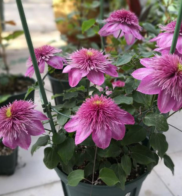 这种花,"大刀阔斧"来一下,开遍花园天下