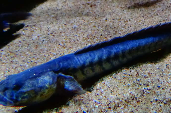 紫鳗虾虎鱼是一种细长的鱼,而且牙齿很锋利