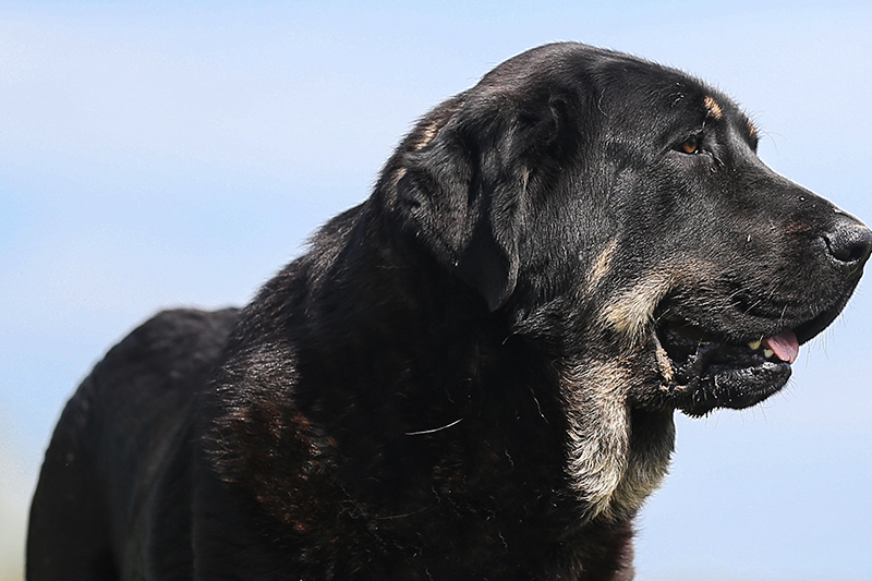 最具领导力獒犬,攻击力强悍,可完爆藏獒,如今已有千年历史_比利牛斯