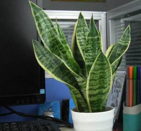 养花大爷的虎皮兰长到80公分,还能开出花来,原来奥秘在这里!