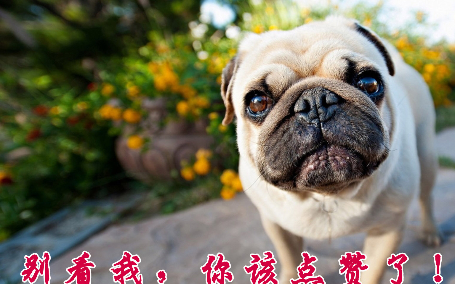 哈士奇_宠物_差距