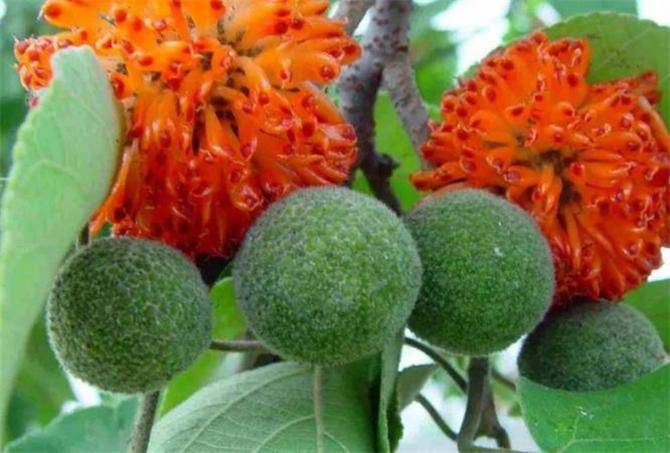 构树的果子楮实子能吃吗?