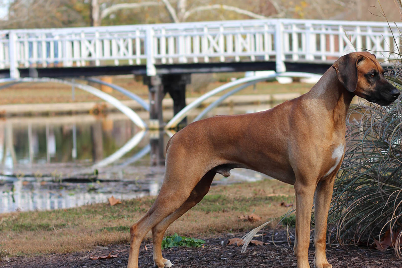 人称刀疤犬,誉为沙漠中的骆驼,可数日不进水,围剿雄狮的猛犬