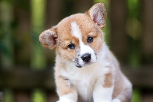 5种适合新手养的狗狗哦,想养狗狗的你,快来了解一下吧_主人_宠物_金毛