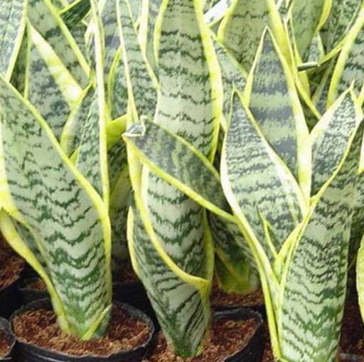 虎皮兰花盆撑到爆,呼呼窜到2米高,这样养的虎皮兰太成功了