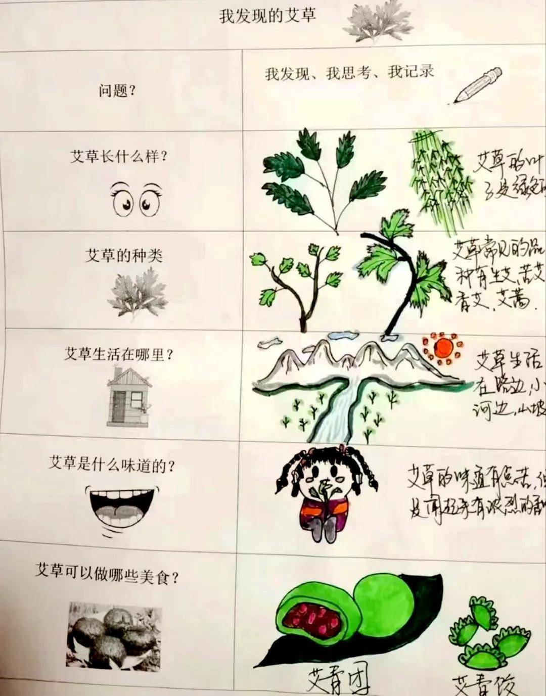 艾草生长过程图片