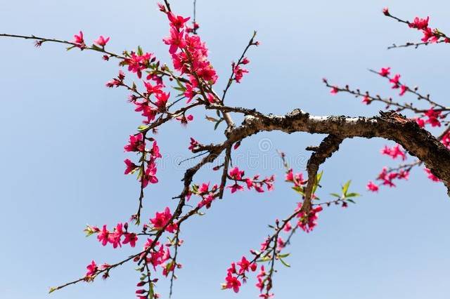 桃花盛开,喜事连连,爱情事业皆有所获的四大星座_天秤座_季节_好运