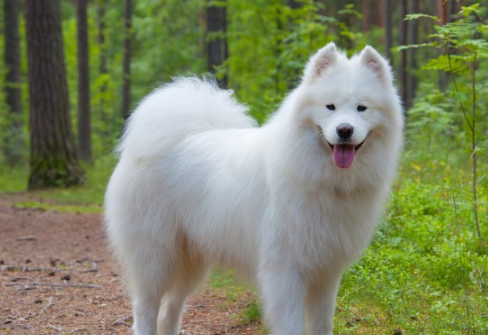 萨摩耶犬简介图片