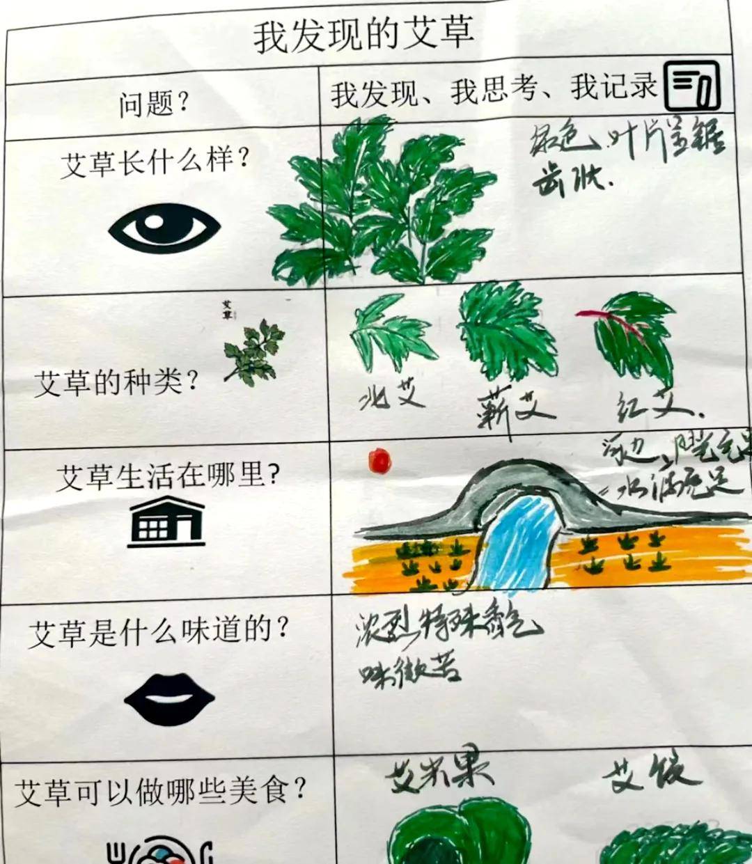 艾草生长过程图片