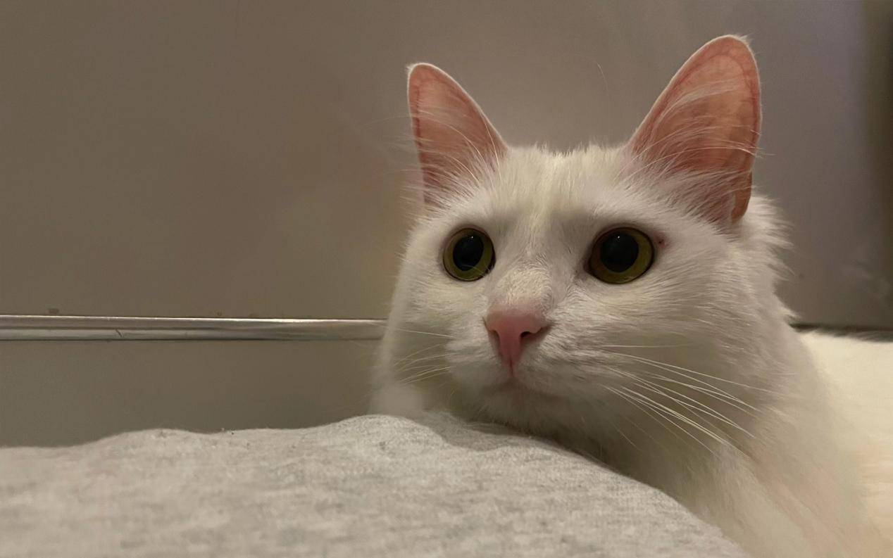 壁纸 动物 猫 猫咪 小猫 桌面 1268_793