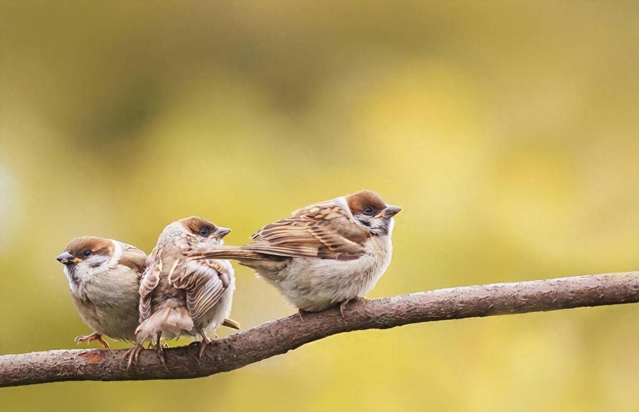 麻雀数量多寿命短,为何平日看不见麻雀的尸体?它们死后都去哪了