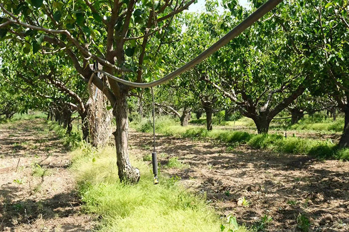 雄县:立足梨湾梨果特色产业 发展高效节水农业