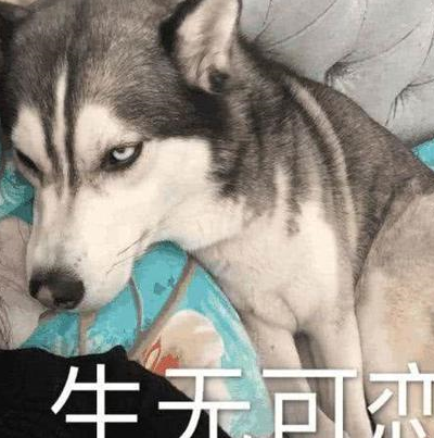 二哈日常拆家,主人在二哈身上做狗肉分布图,网友:熟了叫我!