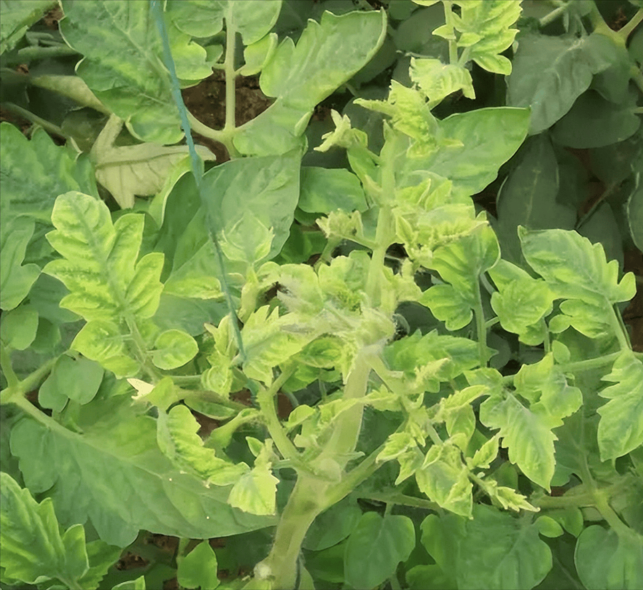 番茄出现这些症状,都是病毒病