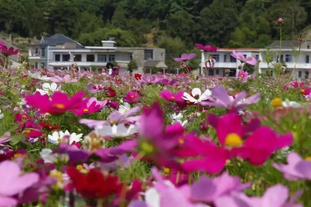 走进民宿|在花田深处随缘自在,随喜欢乐——象山·随囍民宿