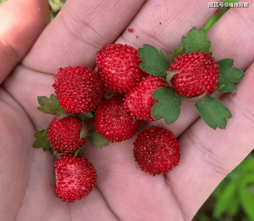 果实形似草莓,俗称蛇莓,老人常说它有毒,实则价值极高,你吃过吗?