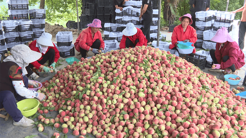 "邓林村果农李成友说:"今天请了5名工人过来帮忙采摘,上午已经摘了两