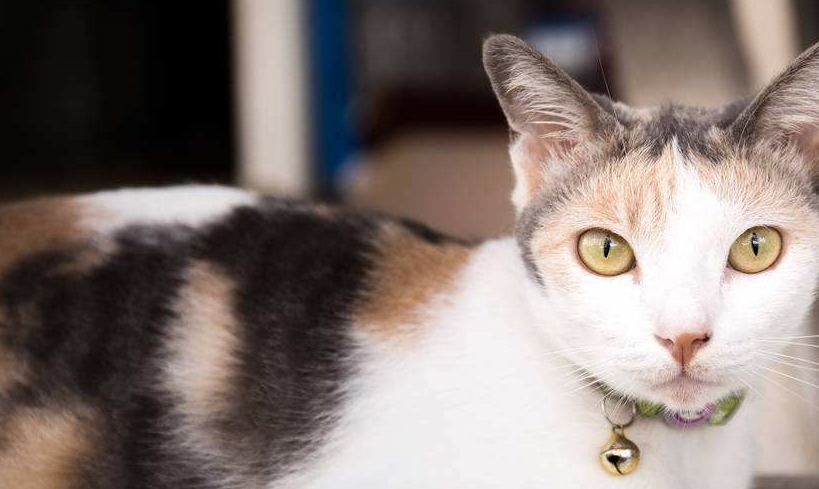 养猫,是养公猫好,还是养母猫好?