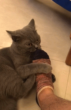 猫咪闻了主人的袜子,令人窒息的操作,直接被熏的晕晕!