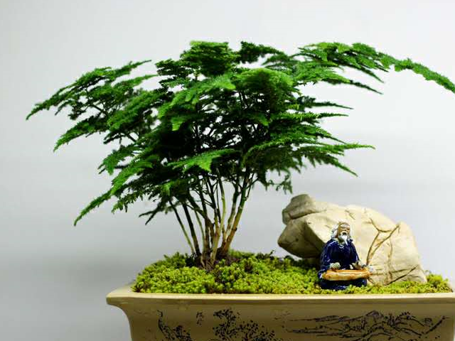 常给文竹喝这"酒",黄叶现象不再来!