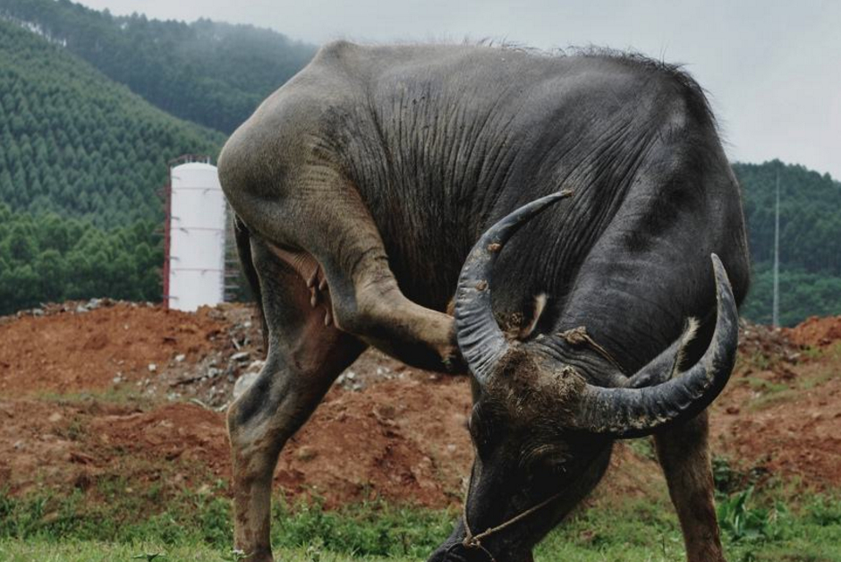水牛力气大干活好,黄牛肉质嫩价格高,为什么水牛和黄牛不能杂交_隔离_