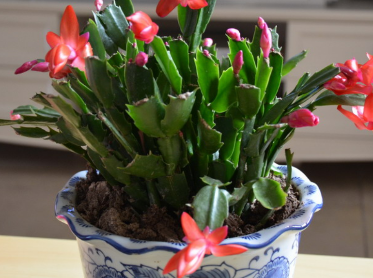 "蟹爪兰"叶片没倒钩,花朵不上翘,可能你养的是"假蟹爪兰"!