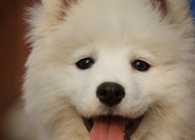 博美_主人_金毛