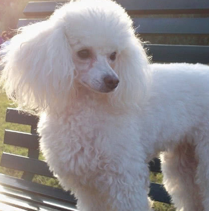 为什么迷你贵宾有很多人饲养,而巨贵却很少人养,可能是这些原因_狗狗