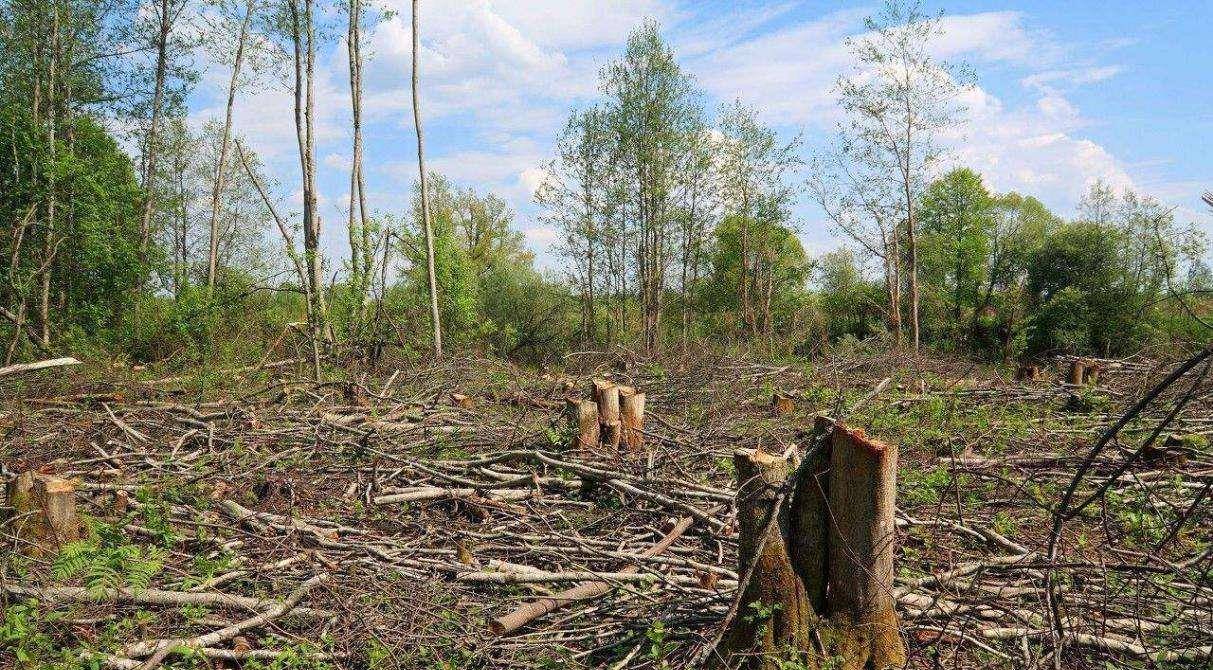 这些搭个棚子就住山上的人,终为清朝带来一场巨大的环境灾难