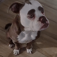 明明是一条狗,却长着一张人的脸,还是高级丧!这场面惹不起!