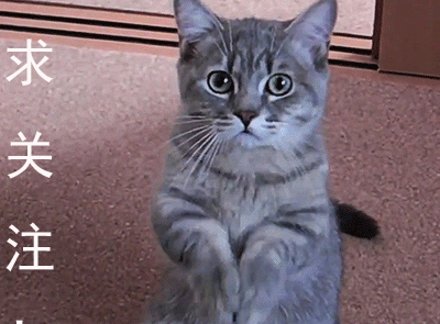 哈士奇_泰迪_市面上