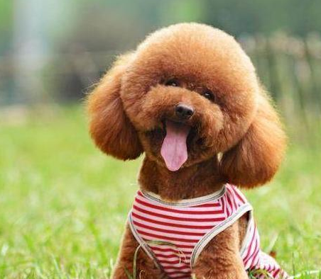 事实证明:泰迪犬最怕的还是这5样东西