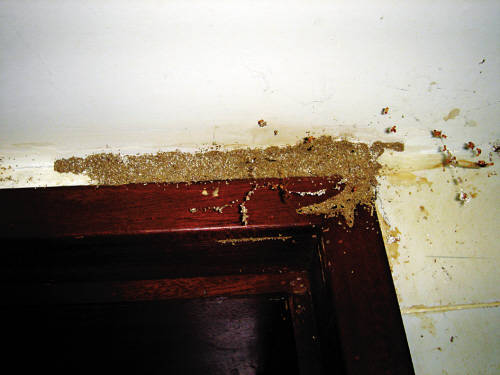 家里有白蚁会出现什么征状